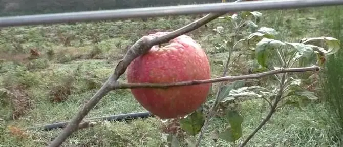 Il coraggio di Nino Cento e la battaglia contro i clan per far germogliare i frutti migliori