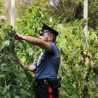 Colto in flagrante mentre coltiva la cannabis, arrestato