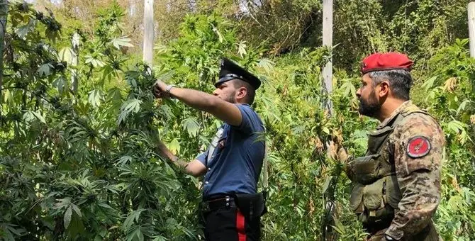 Colto in flagrante mentre coltiva la cannabis, arrestato
