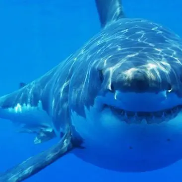 Attenti agli squali, il 50 per cento rischia l'estinzione. Parte la campagna Wwf