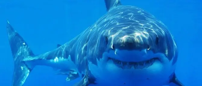 Attenti agli squali, il 50 per cento rischia l'estinzione. Parte la campagna Wwf