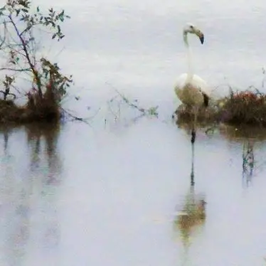 Sorpresa lungo il fiume Corace, fotografato un fenicottero