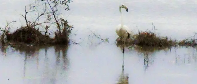 Sorpresa lungo il fiume Corace, fotografato un fenicottero