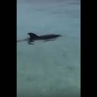 Cucciolo di delfino a pochi metri dalla riva a Capo Vaticano