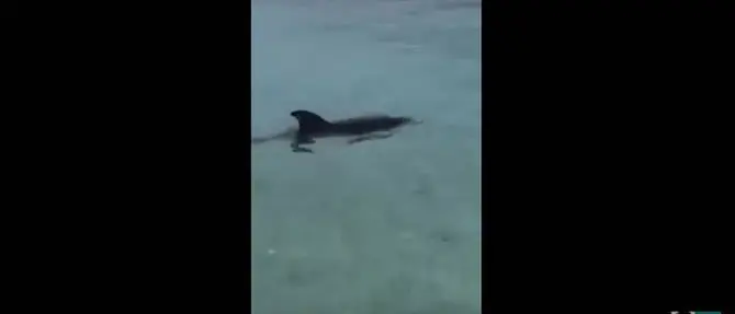 Cucciolo di delfino a pochi metri dalla riva a Capo Vaticano