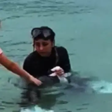 Recuperato il cucciolo di delfino avvistato nel Vibonese