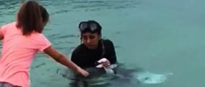 Recuperato il cucciolo di delfino avvistato nel Vibonese