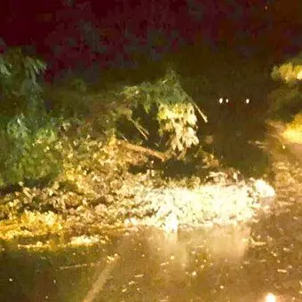 Smottamenti e alberi abbattuti nella notte a Cortale