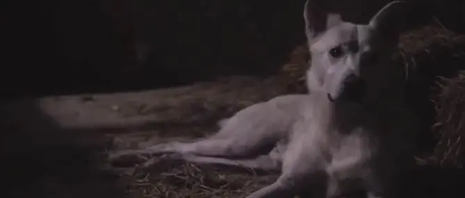 Cane ucciso a Sangineto, la storia di Angelo diventa un film. La presentazione a Milano