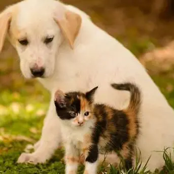 Adottare un cane o un gatto, ecco l'iniziativa di “Zampe in salvo”