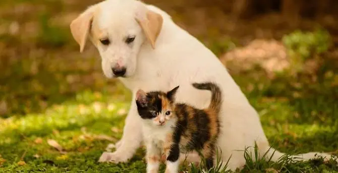 Adottare un cane o un gatto, ecco l'iniziativa di “Zampe in salvo”