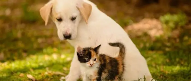 Adottare un cane o un gatto, ecco l'iniziativa di “Zampe in salvo”