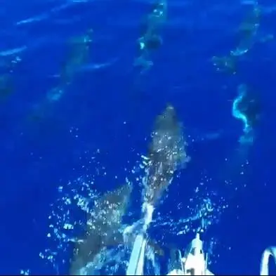 Salti e corse a pelo d’acqua, lo spettacolo dei delfini a Tropea