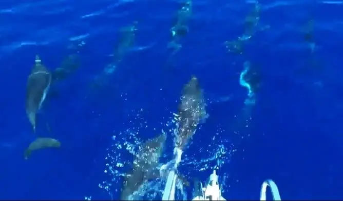 Salti e corse a pelo d’acqua, lo spettacolo dei delfini a Tropea