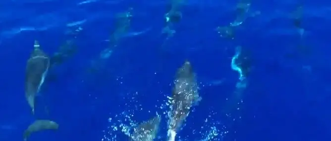 Salti e corse a pelo d’acqua, lo spettacolo dei delfini a Tropea