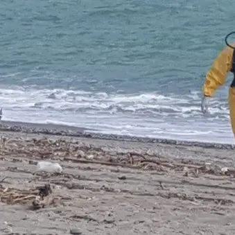 Fusto spiaggiato a Roccelletta: nessun rischio contaminazione