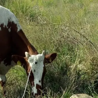 Mucca precipita in un dirupo, salvata dall’elicottero dei pompieri