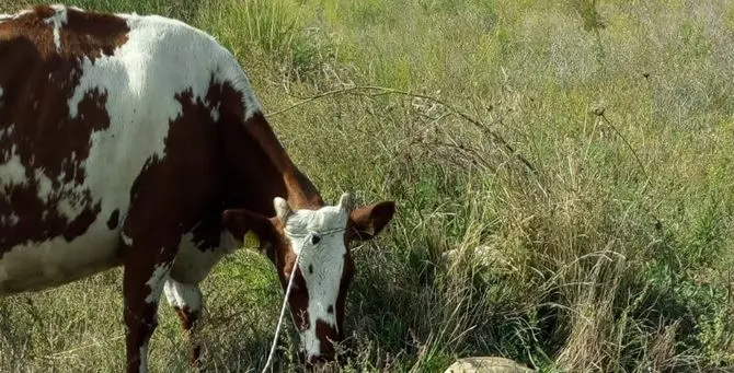 Mucca precipita in un dirupo, salvata dall’elicottero dei pompieri