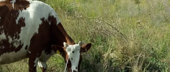 Mucca precipita in un dirupo, salvata dall’elicottero dei pompieri