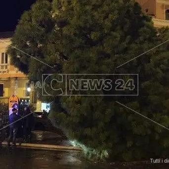 Crotone, il maltempo abbatte il pino monumentale di piazza Pitagora