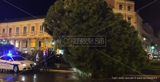 Crotone, il maltempo abbatte il pino monumentale di piazza Pitagora