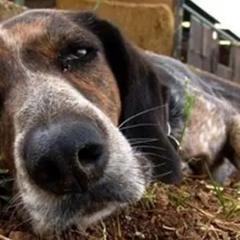 Verbicaro, avvelenati nove cani in un solo giorno