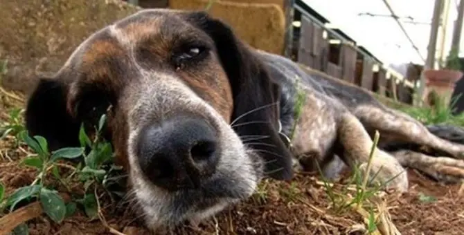 Verbicaro, avvelenati nove cani in un solo giorno