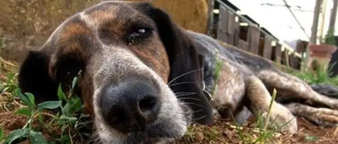 Verbicaro, avvelenati nove cani in un solo giorno