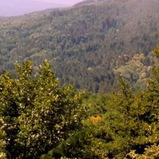 Si perde cercando funghi nei boschi delle Serre, continuano le ricerche