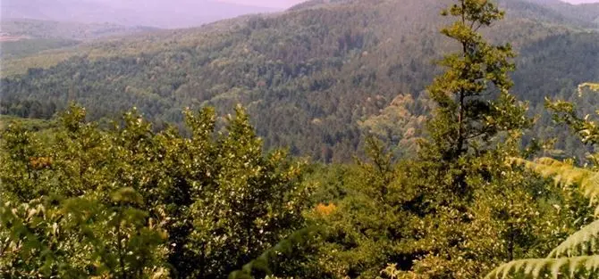 Si perde cercando funghi nei boschi delle Serre, continuano le ricerche