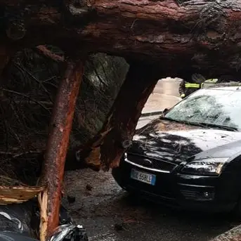Maltempo, albero distrugge auto a Reggio Calabria