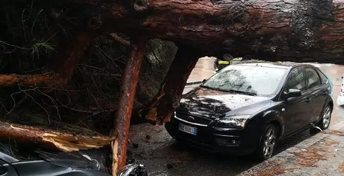 Maltempo, albero distrugge auto a Reggio Calabria