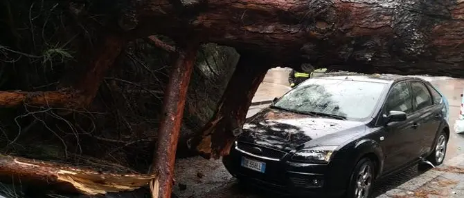 Maltempo, albero distrugge auto a Reggio Calabria