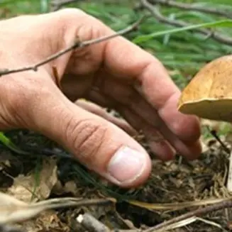 Corigliano, disperso un cercatore di funghi: avviate le ricerche