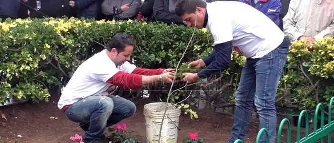 Tragedia di Lamezia, tre alberi in memoria di Stefania e dei suoi angeli