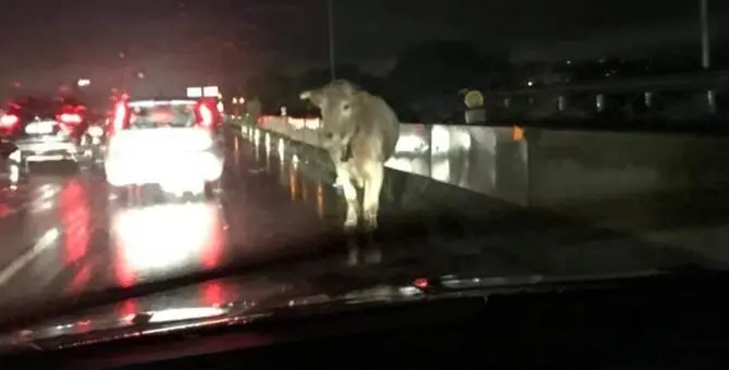 Mucca in autostrada ferisce a calci un vigile del fuoco: caos a Reggio