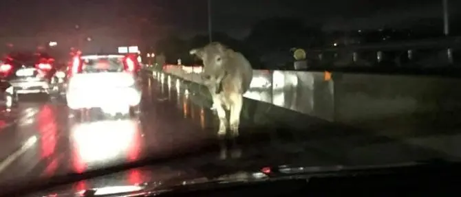Mucca in autostrada ferisce a calci un vigile del fuoco: caos a Reggio