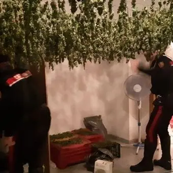San Ferdinando, 4mila piantine di canapa in un appartamento: tre arresti