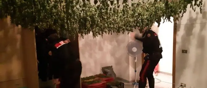 San Ferdinando, 4mila piantine di canapa in un appartamento: tre arresti