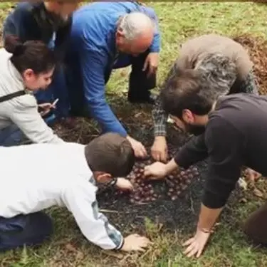 La regina del bosco: la castagna protagonista a LaC Storie