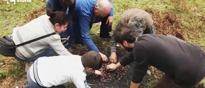 La regina del bosco: la castagna protagonista a LaC Storie