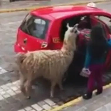 Il taxi si ferma e fa salire a bordo il lama, stupore tra i passanti