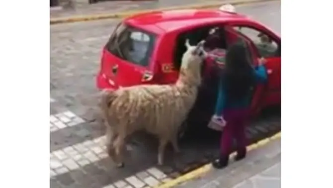 Il taxi si ferma e fa salire a bordo il lama, stupore tra i passanti