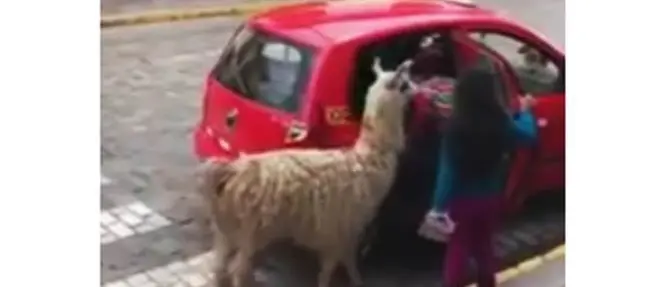 Il taxi si ferma e fa salire a bordo il lama, stupore tra i passanti