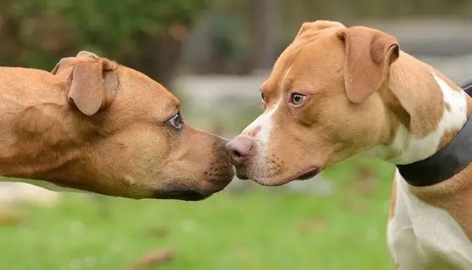 Cani da combattimento sequestrati, Aidaa: «Non abbatteteli, possono essere rieducati»