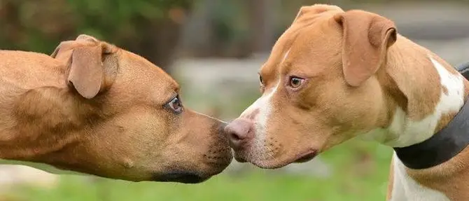 Cani da combattimento sequestrati, Aidaa: «Non abbatteteli, possono essere rieducati»