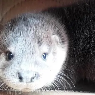 Scalea, cucciolo di lontra recuperato in una via cittadina