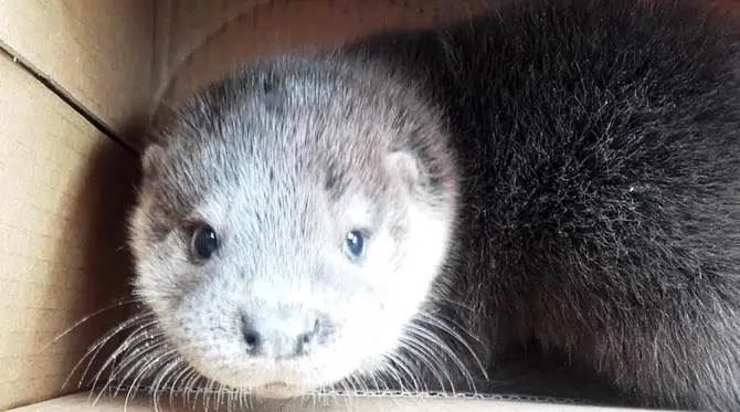 Scalea, cucciolo di lontra recuperato in una via cittadina