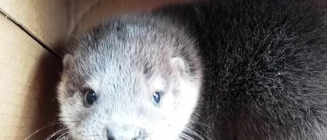 Scalea, cucciolo di lontra recuperato in una via cittadina