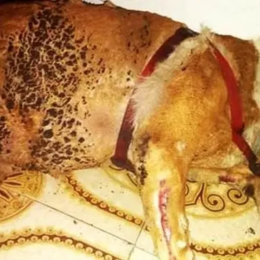 Abbaia troppo, cane legato e dato alle fiamme: salvato